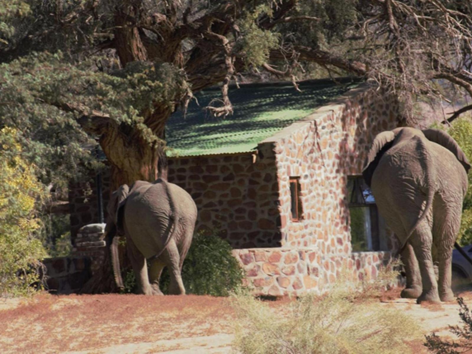 Brandberg White Lady Lodge Uis Bagian luar foto